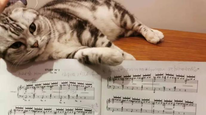 Kitten and puppy sparring to practice piano and sparring, this online performance is so lovely