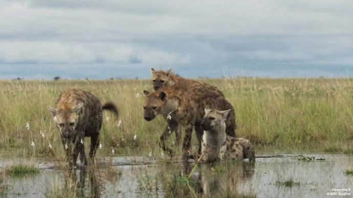 "Dynasty II" is here, want to reverse the case for the spotted hyena?