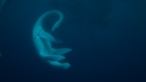 Plesiosaurs mate underwater, give birth in the sea