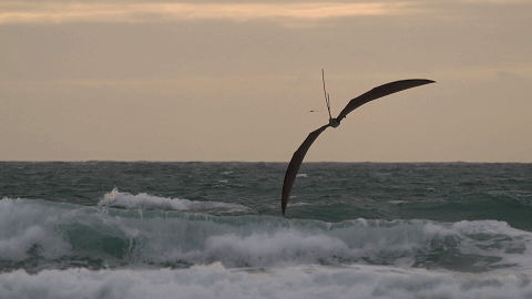 pterosaur
