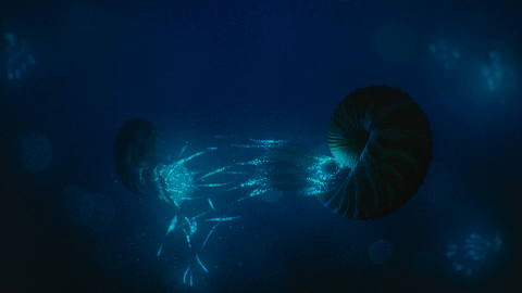 Ammonite (cuttlefish and squid ancestor)