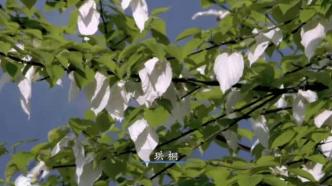Not just giant pandas, the documentary "Ecological Mystery" explores the most amazing species in Sichuan