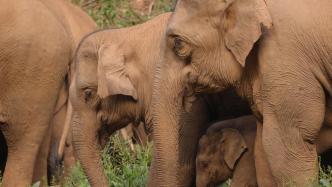 Documentary film "The Journey of Elephants": Focus on the journey of Chinese wild elephants to the south