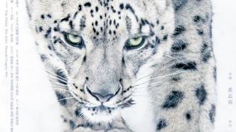 'Snow Leopard and Her Friends': The Real and Wild Nature Is in This Film
