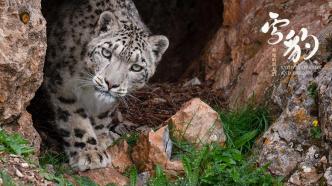 "Snow Leopard and Her Friends": about the snow leopard, but also about the mysterious plateau