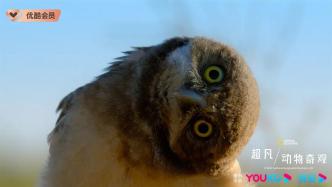 The Chinese version of the documentary "Extraordinary Spectacle of Animals" is online, making children look at it​