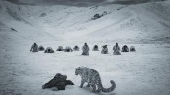 Venice premiere of Wanma Tseden's posthumous work "Snow Leopard": the compassion and spirituality of heaven, earth, humans and beasts
