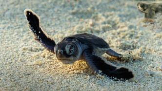 Let your children watch the documentary "The Journey of Creatures", a vivid life education lesson