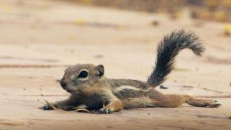 "Planet of the Mammals": Presenting the Vivid Vitality and Species Wisdom of Mammals