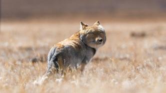 How to make a good natural documentary, the "Rediscovery Project" is officially launched