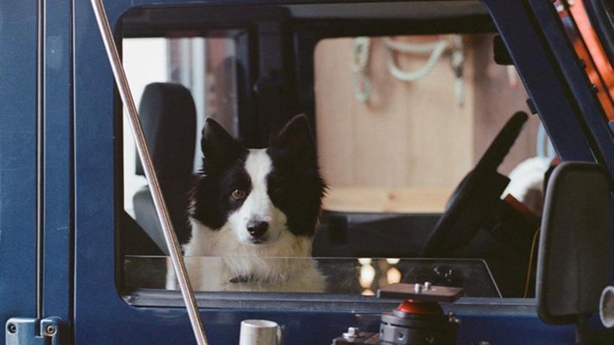 Icelandic sheepdog Panda wins Palme d'Or for dogs