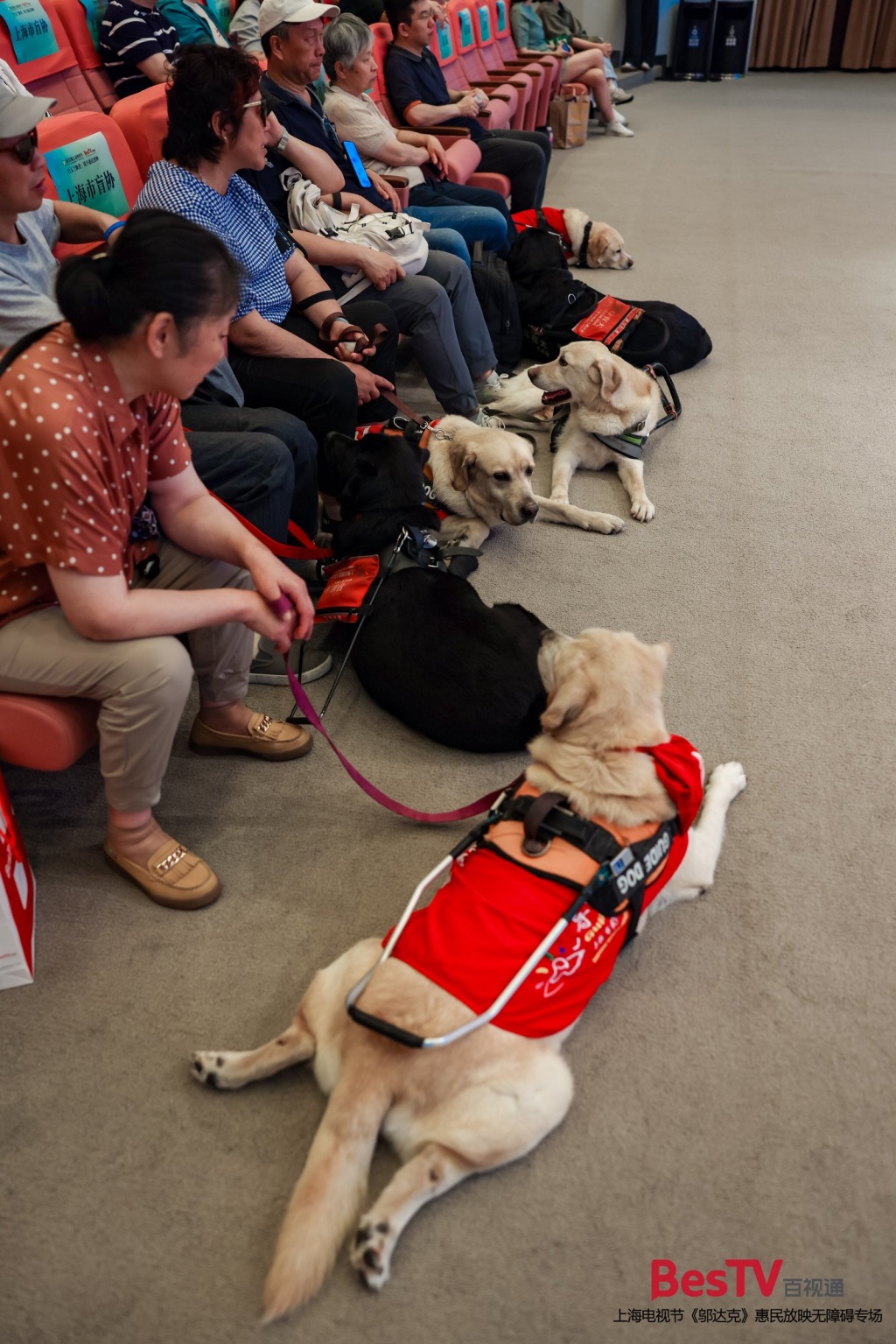 Feeling the warmth of the Shanghai TV Festival, special audiences watched "Hudec" accompanied by guide dogs