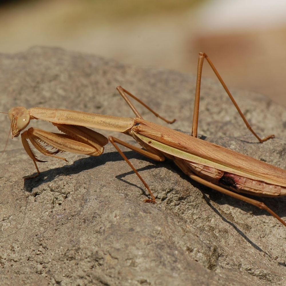 Withered Leaf Big Knife Mantis
