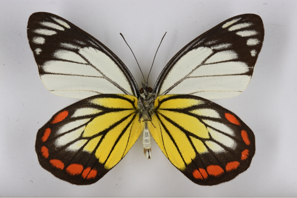 white pink butterfly