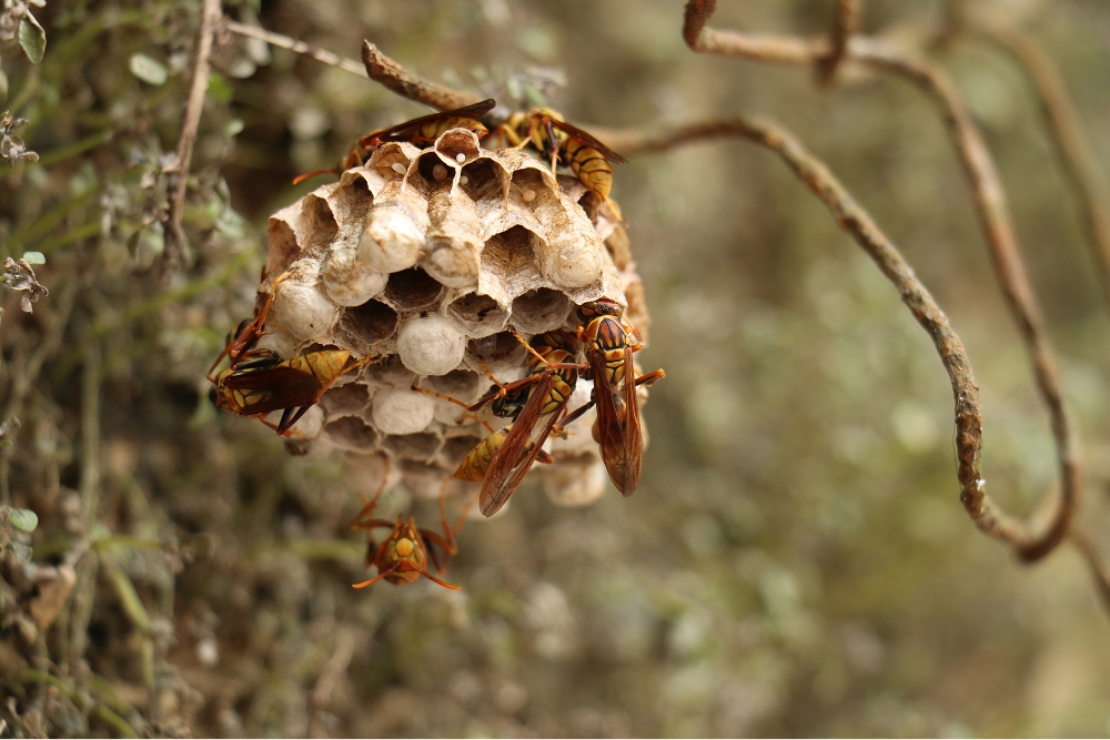 Long-legged bee and beehive