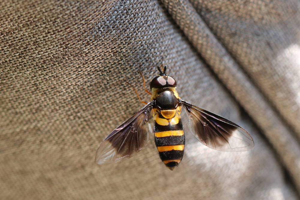 hoverfly