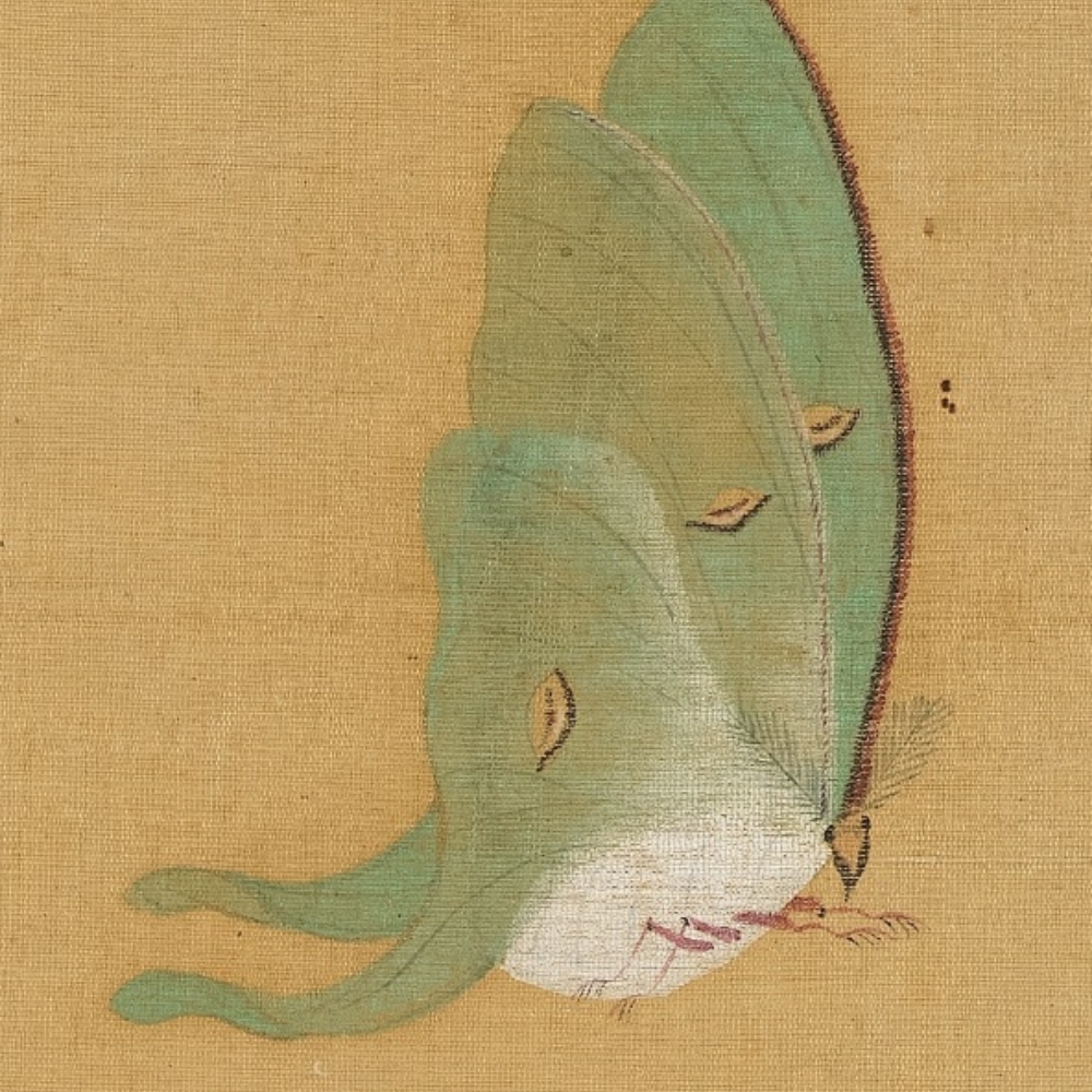 Ming Zhao Wenchu Painting Flowers and Butterflies (Part)
