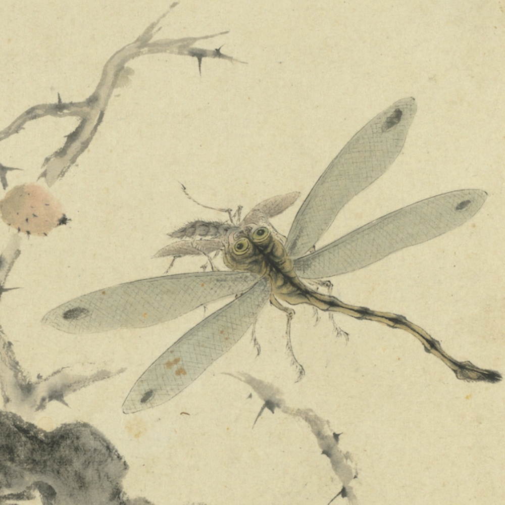 Tsinghua Rock Weeds and Insects (Partial)