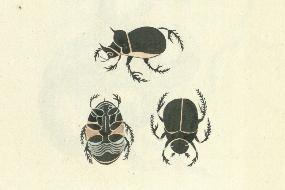 Ming Wenchu National Library Collection of Dung Beetles in
