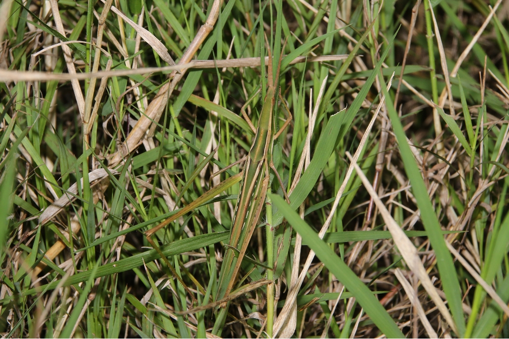 Sword-horned locust