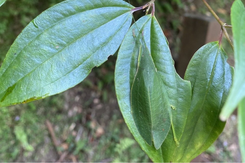 Pseudo katydid