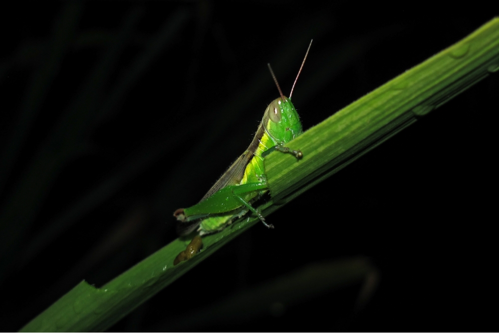 Rice locust