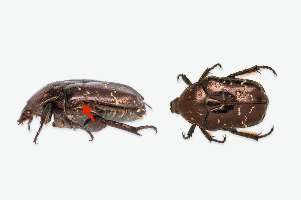 flower beetle