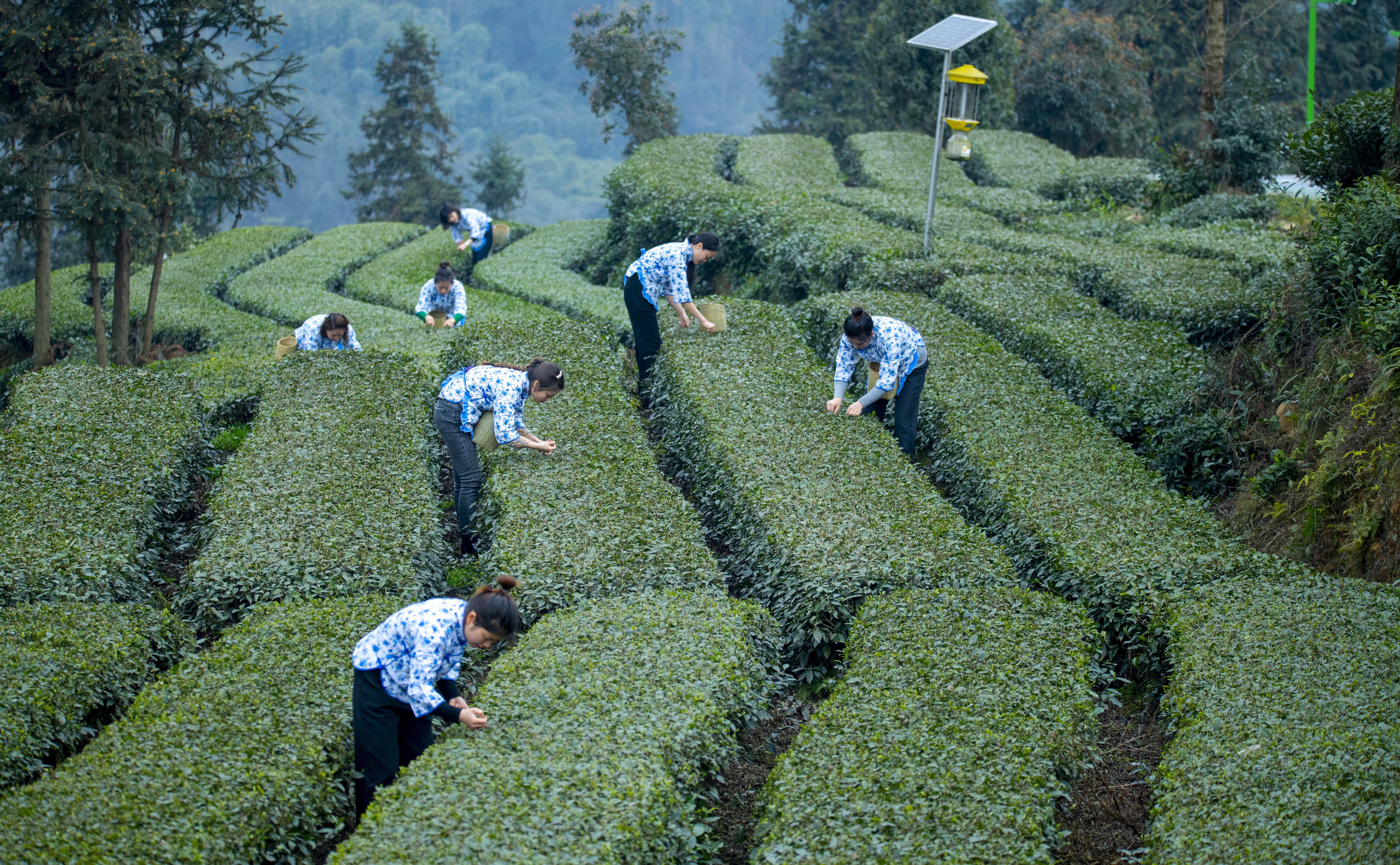 Tea farmers are picking fresh tea at the Qinggangping Tea Base in Zhige Town, Hongya County, Meishan, Sichuan. Photo by China News Agency reporter Liu Zhongjun Source: Visual China