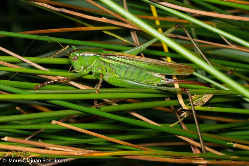 katydid