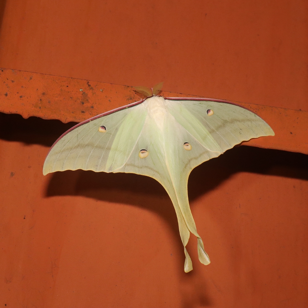 Long-tailed water green moth