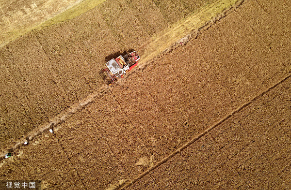 During the planting season, a worker drives a combine harvester to harvest wheat in a wheat field in Hebei. Visual China Figure