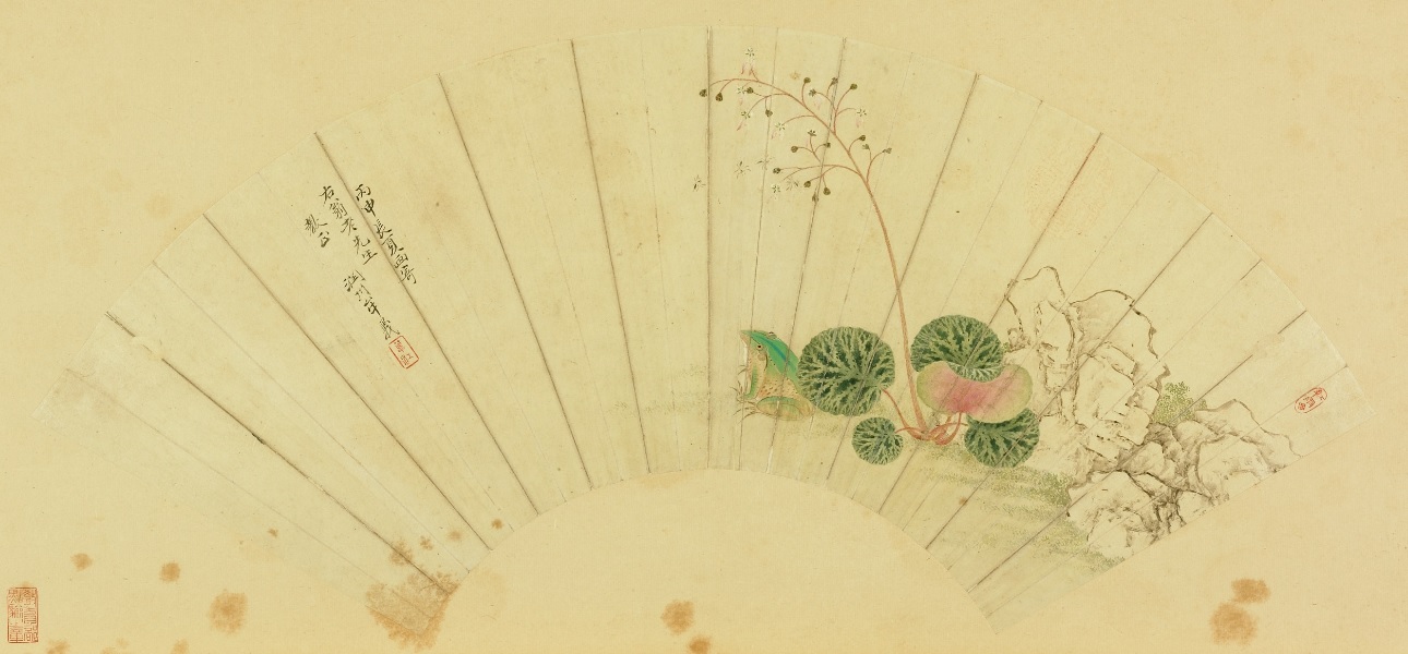 Ming Mou Yi Saxifraga Frog