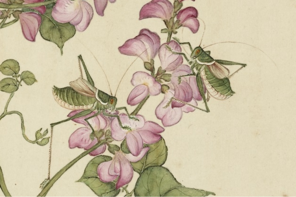 Qing Jiang Tingxi Douhua Luowei (Part)