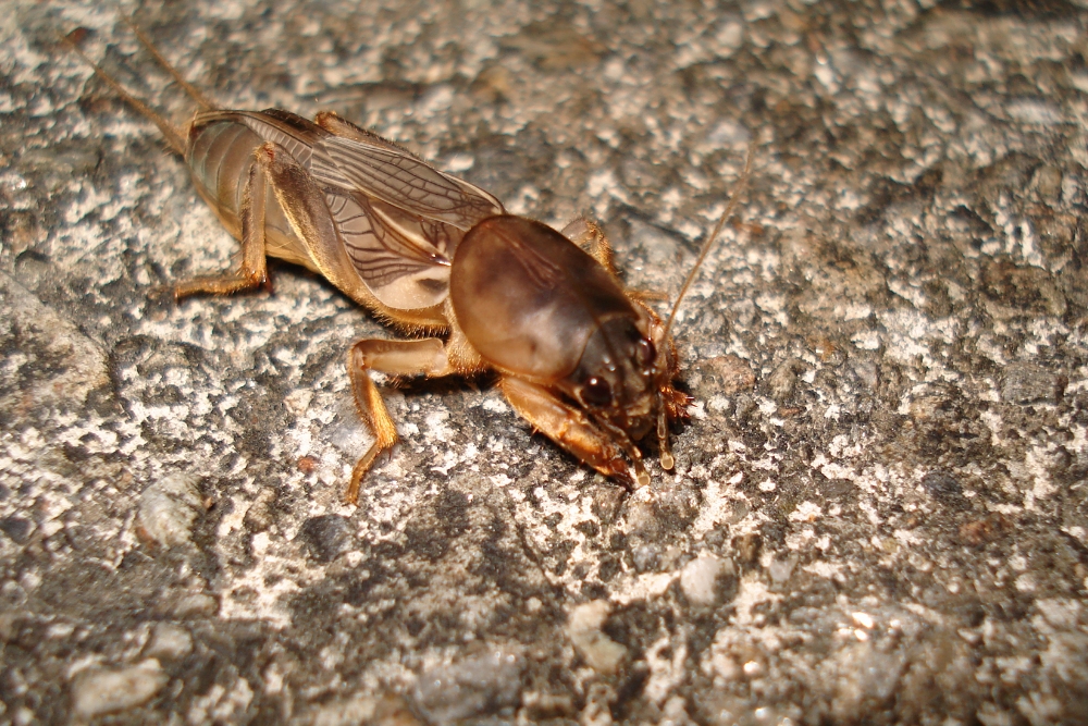 Mole crickets