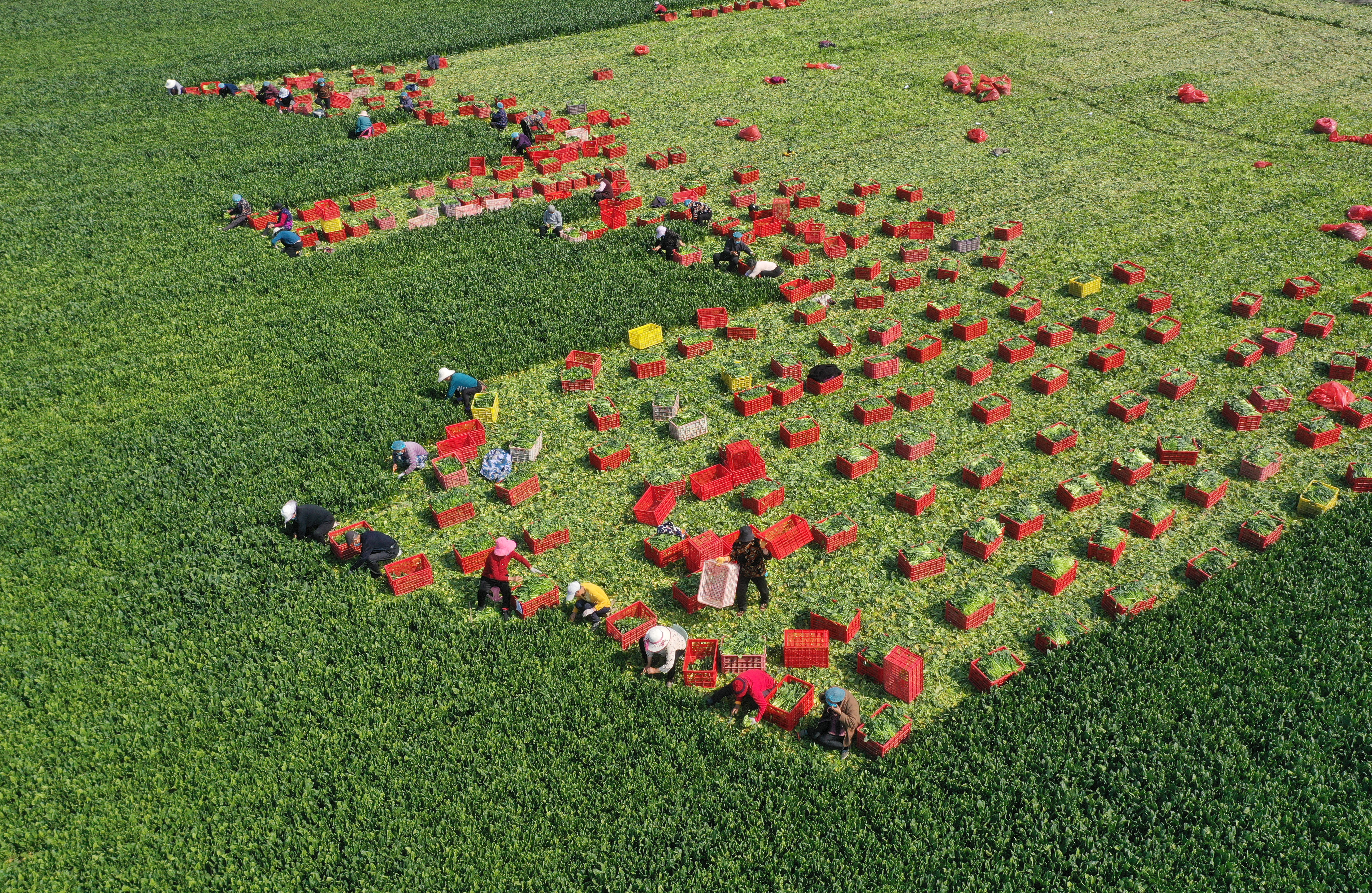 In the planting base of Hexing Vegetable Professional Cooperative in Mengcheng County, Anhui Province, farmers are harvesting spinach for the market. Source: Visual China