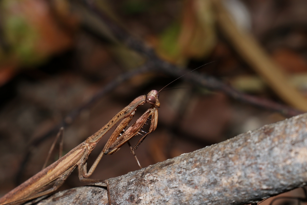 Brown Jing Tang
