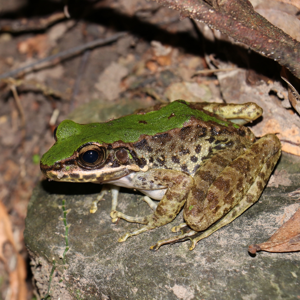 Svenhauser's red frog