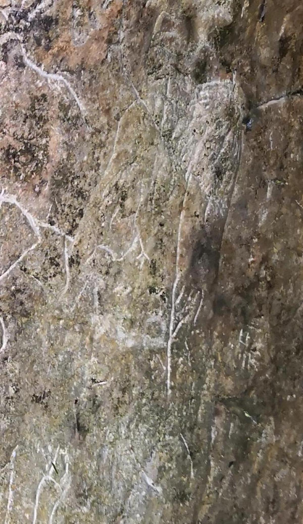 Figure 17: Plants and 