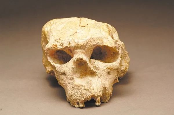 No. 2 skull fossil unearthed from the