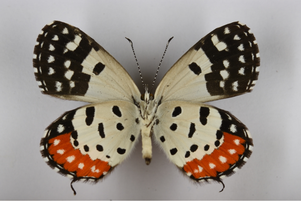 Tali Grey Butterfly