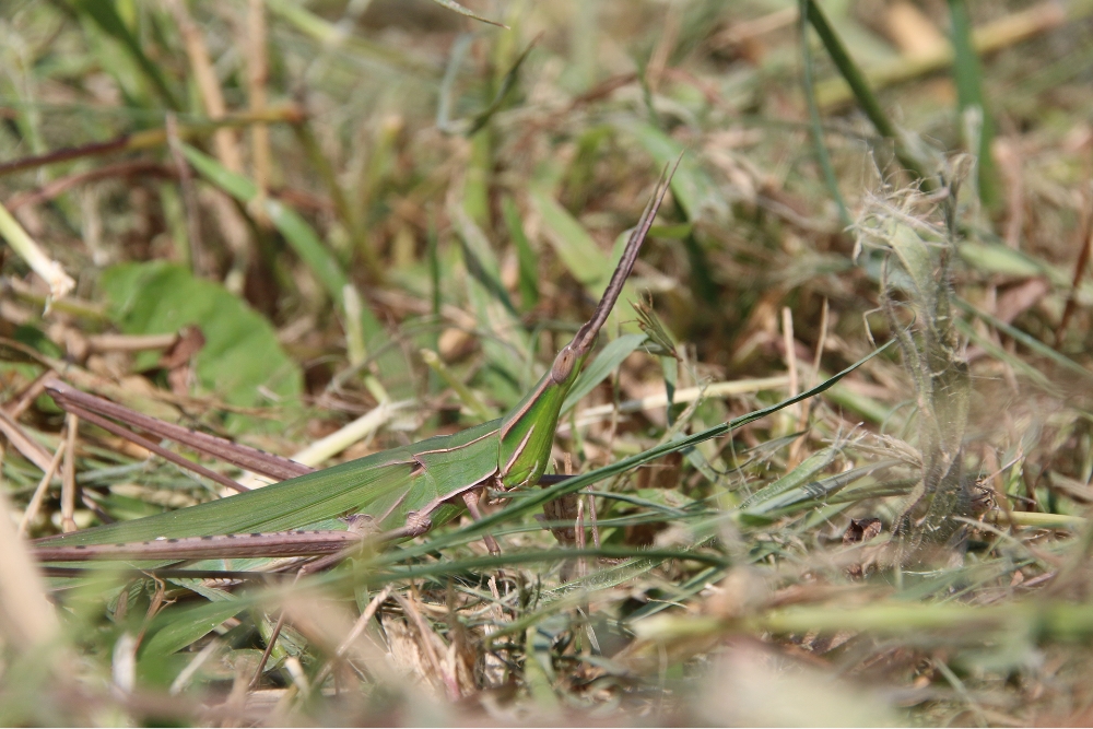 Sword-horned locust