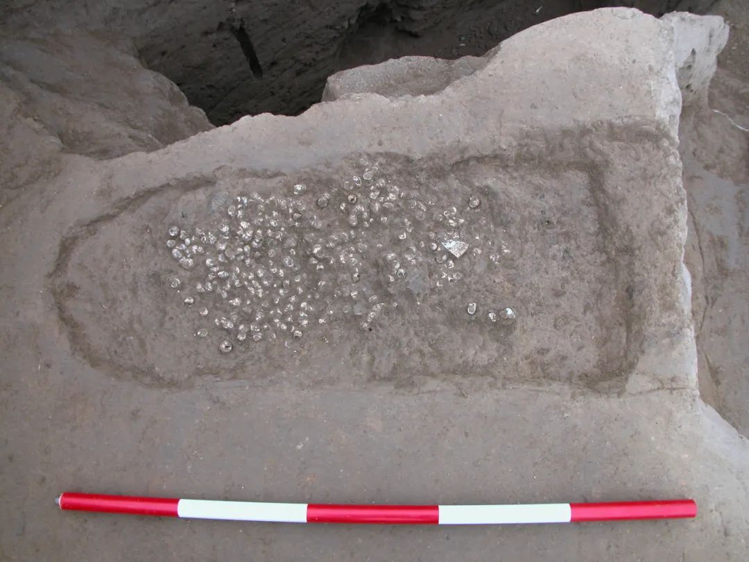 This is the mussel left over from the banquet in the large-scale sacrificial remains of the Wadian site.