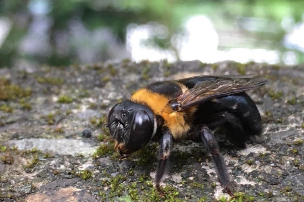 wood bee