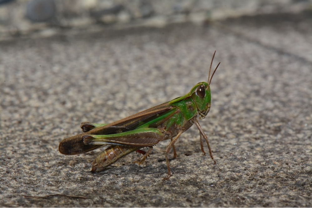 grasshopper