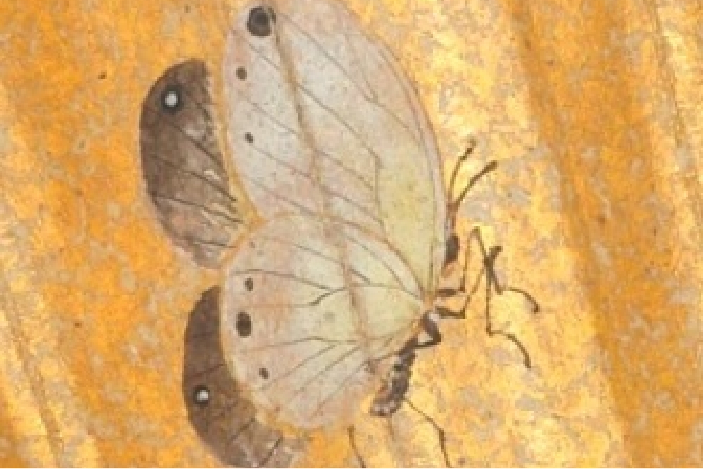 Ming Tan Zhiyi Painting Autumn Flowers (Partial Butterfly)
