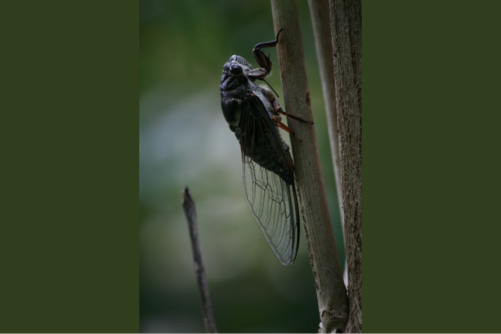 cicada