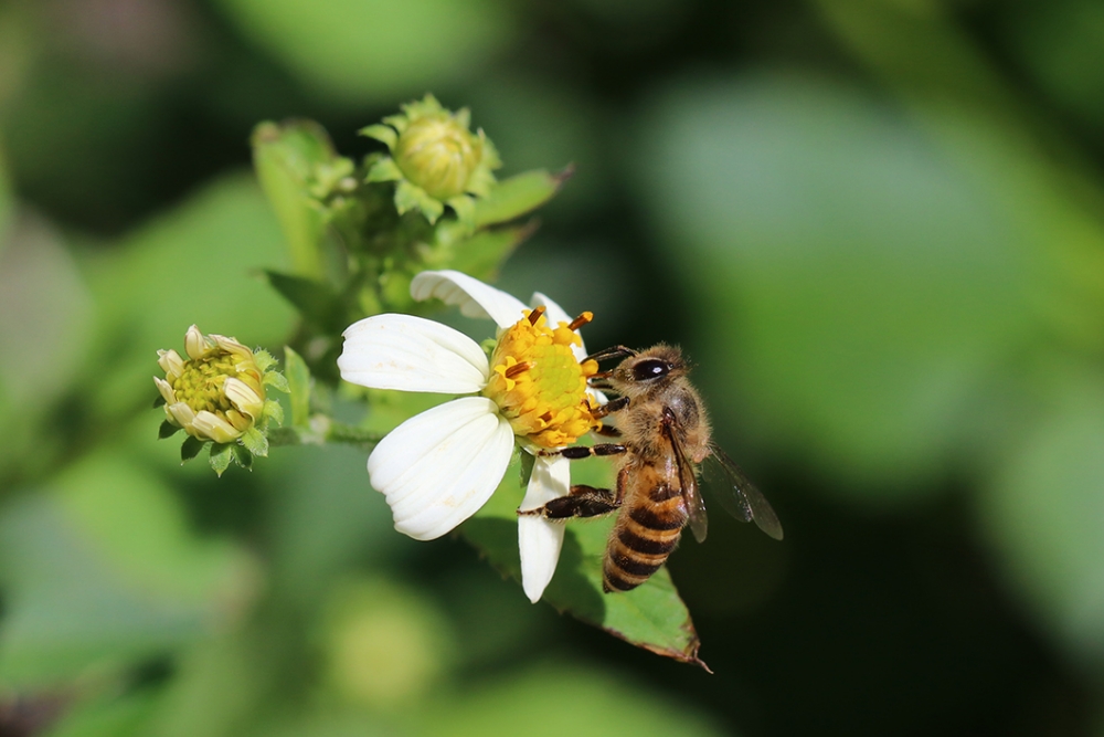 bee