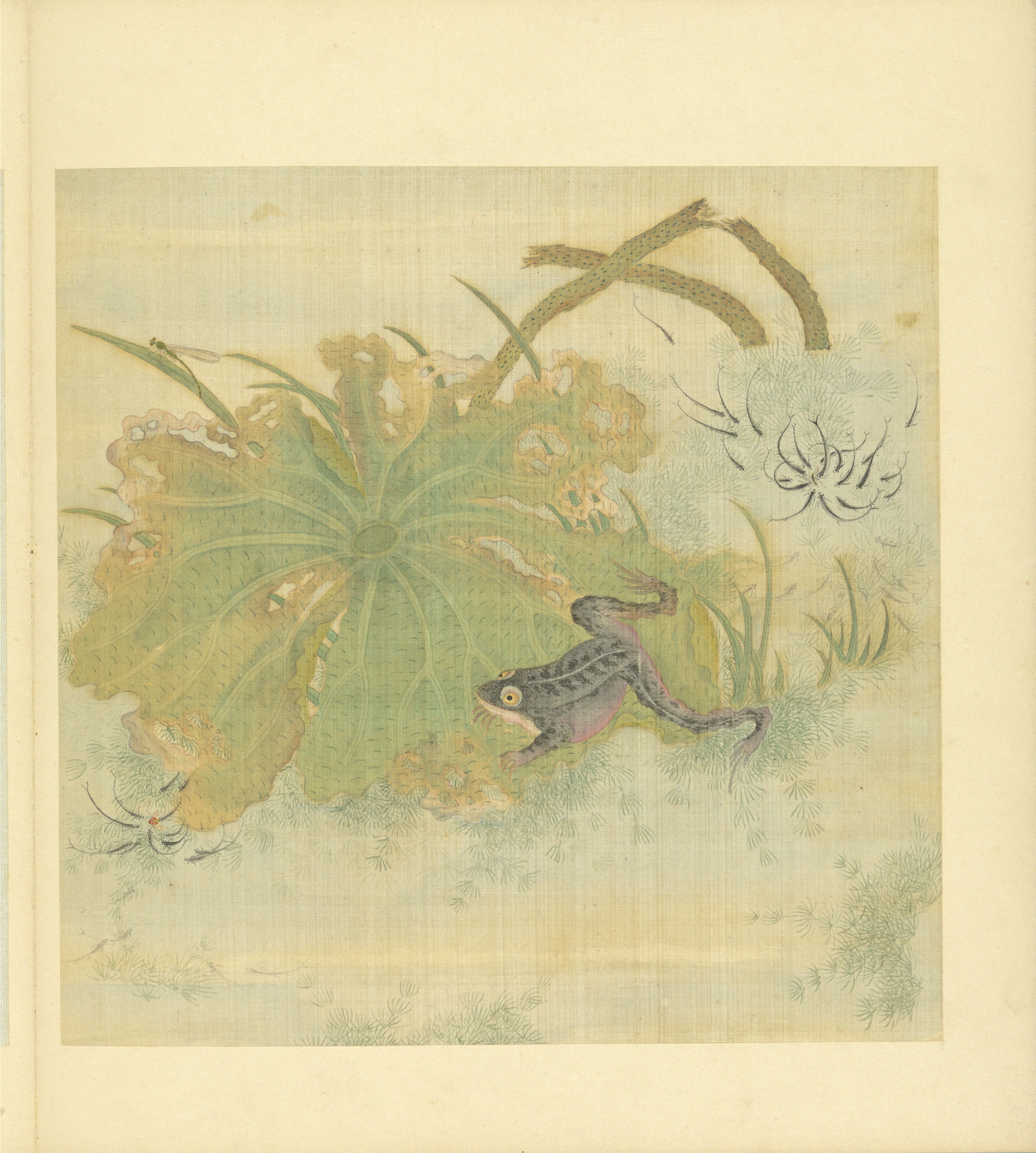 Qing algae