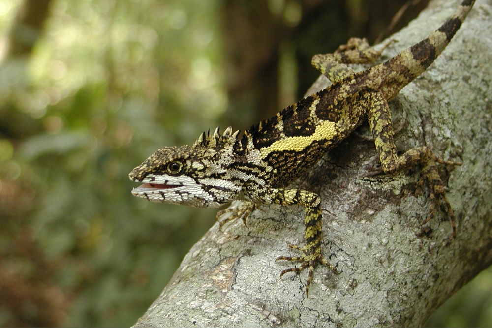 Svenhoe's climbing lizard