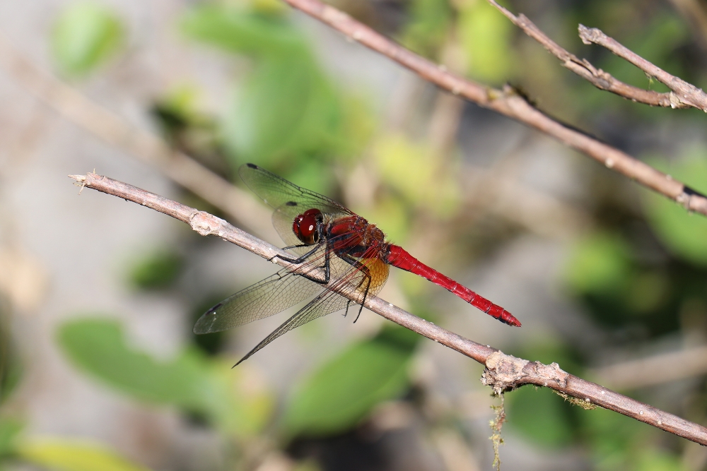 Yellow-based dragonfly male